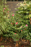 Camellia sasanqua RCP12-08 186.jpg
